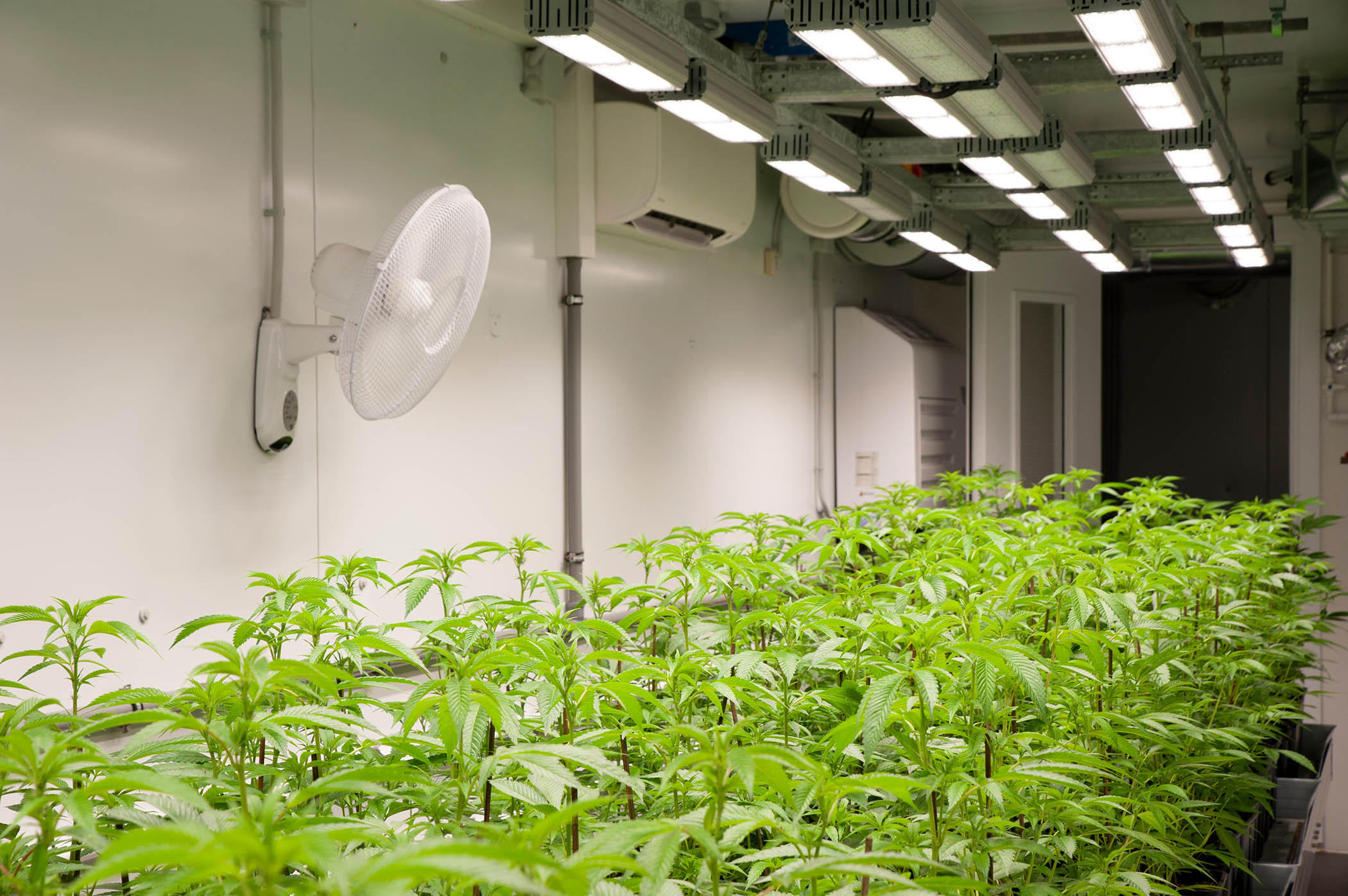 Indoor Growing Made Simple