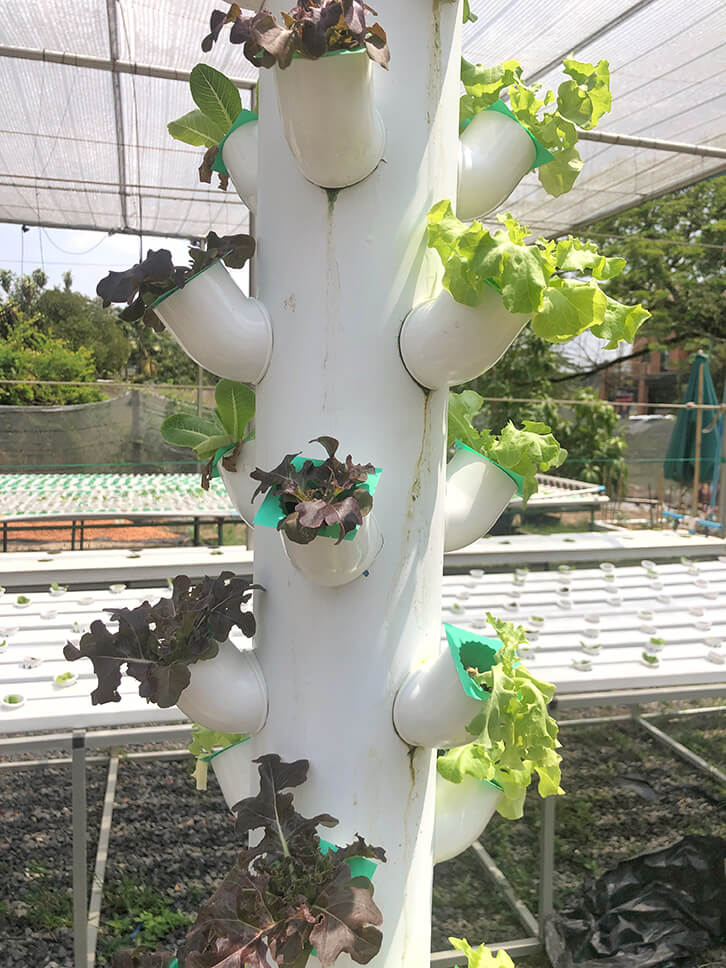 urban garden updates
